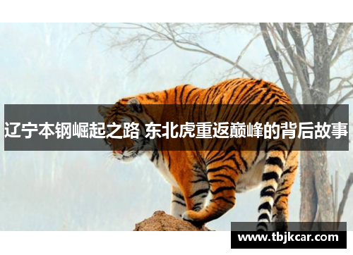 辽宁本钢崛起之路 东北虎重返巅峰的背后故事